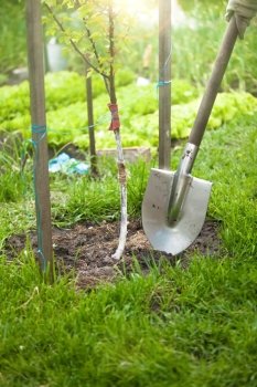 Closeup photo of tree being planted by shovel at sunny day