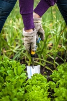 Closeup photo of woman in gloves working with small shovel on garden bed with lettuce