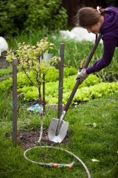 Closeup photo of woman planting apple tree at garden