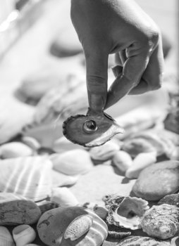 Black and white photo of female hand holding pearl on seashell
