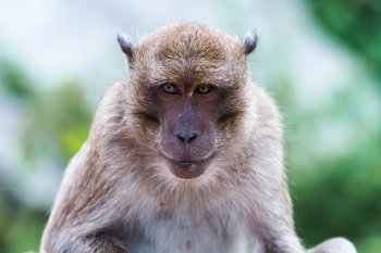 Portrait of Monkey - macaca fascicularis