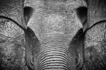 Elephant Head in Black and White