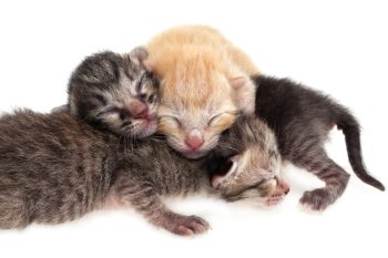 New born baby cats on white background