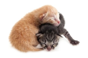 Cute brown and black kittens on white background