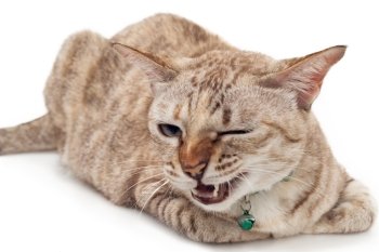 Light brown cat with angry face on white background