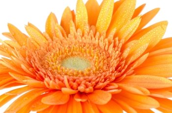 Orange gerbera daisy closeup.