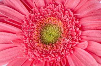 Pink gerbera flower closeup.