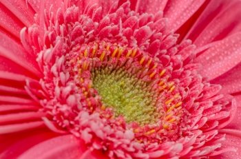 Pink gerbera flower closeup.