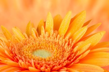 Orange gerbera daisy closeup on orange defocused background.