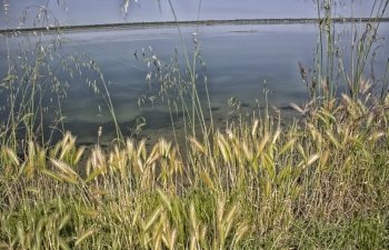 Plants on the Pialassa della Baiona brackish lagoon near Marina Romea along te  Adriatic seaside in Ravenna (Italy)
