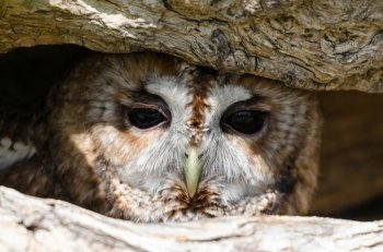 Tawny owl peering from its  hiding place within a tree