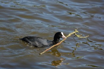 British coot seen swimming towards its nest with large twig
