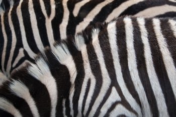Real zebra backgorund texture
