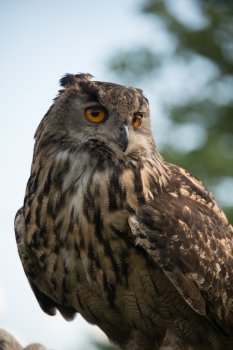 European Eagle Owl, bubo bubo, close up.