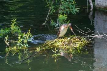 Great Crested Grebe (Podiceps cristatus) with egg and nest