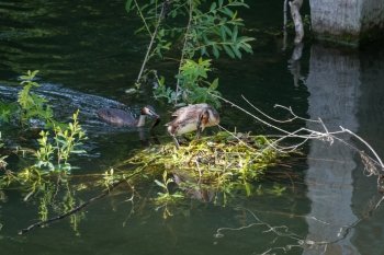 Great Crested Grebes (Podiceps cristatus) with egg and nest