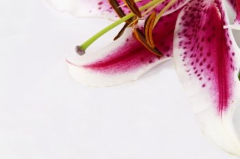 Corner accented with partial glimpse of lily flower allowing for elegant white copy space in remainder of image. 