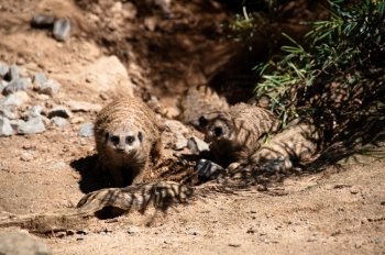 Two meerkats playing in the shadow on a great sunny day
