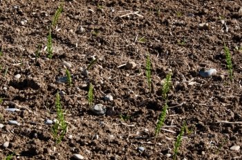 Green Asparagus Spears Growing Through The Soil Top View