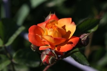 Rose and buds in the village garden