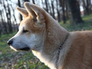 Portrait of  puppy of Japanese dog Akita Inu