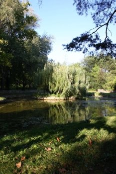 Weeping Willow on islet in the pond in the city park