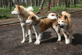 Akita inu female and two puppies walking in public park