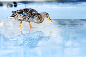 wild  duck on  ice  in frozen lake in cold winter day