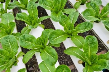 Romaine lettuce plantation in Hydroponics system