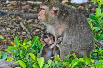 Baby monkey macaques breastfeeding