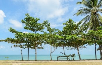 Seascape with tropical almond tree on beach