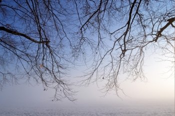Tree in a foggy winter landscape on estate 