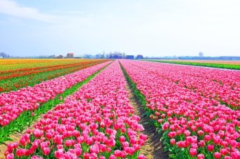 Beautiful blossoming tulip fields in the countryside from the Netherlands
