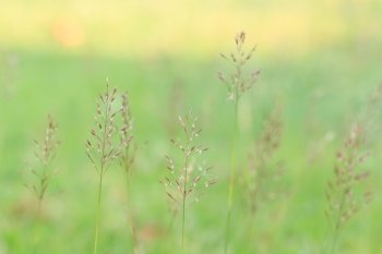 Gold beard grass. Chrysopogon aciculatus (Retz.) Trin.