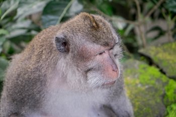 Adult macaque looking into the distance, Ubud, Bali