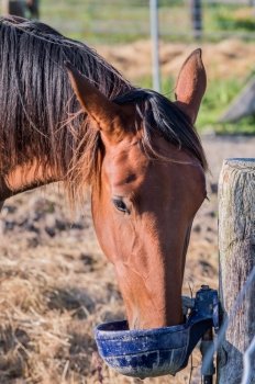 Closeup portrait of a handsome bay horse drinking