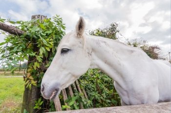 Portrait of a beautiful white horse quiet