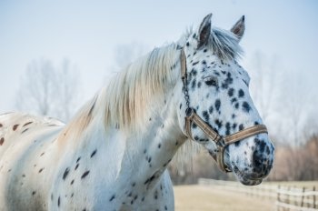Closeup portrait of a beautiful horse