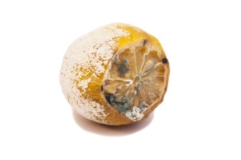 Moulded lemons on white background