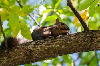 Gray squirrel sitting on branch holding nut with sharp claws and eating.