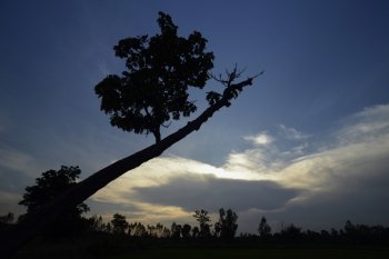 a tree near the city of Amnat Charoen in the Provinz Amnat Charoen in the northwest of Ubon Ratchathani in the Region of Isan in Northeast Thailand in Thailand.

