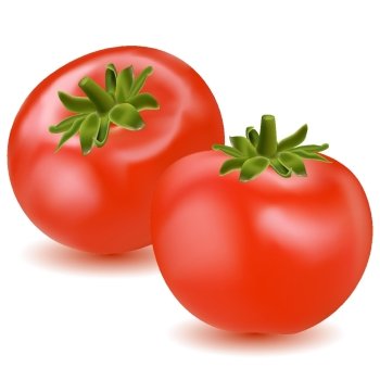 illustration of fresh tomato on white background