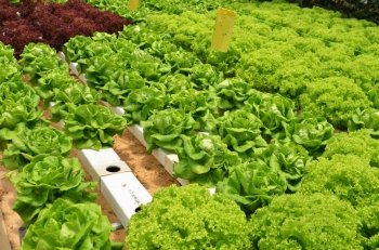 Hydroponic lettuce in greenhouse. The hydroponic greenhouse production system was designed for small operation. Hydroponic lettuce in greenhouse