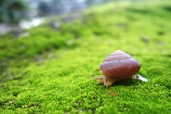 Snail on forest moss against beautiful forest bokeh. Snail on forest moss