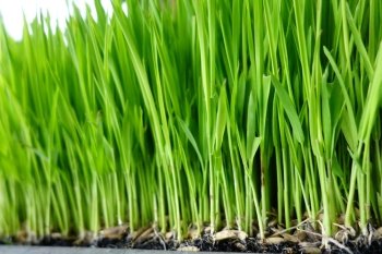 Close up of rice sprouts growing from seeds.. Rice sprout in the rice field.