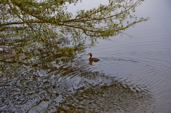 Bird in lake