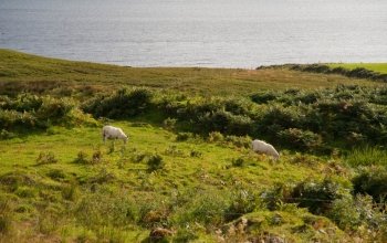 Isle of Skye sheep