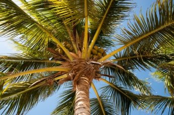 Palm tree on Little Cayman