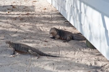 Green rock iguanas on Little Cayman island