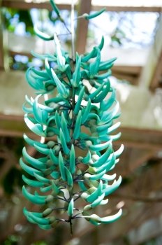 Jade vine in Grand Cayman Botanic Park